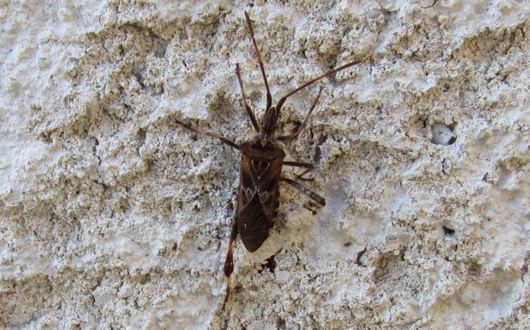 La punaise du pin - Leptoglossus occidentalis