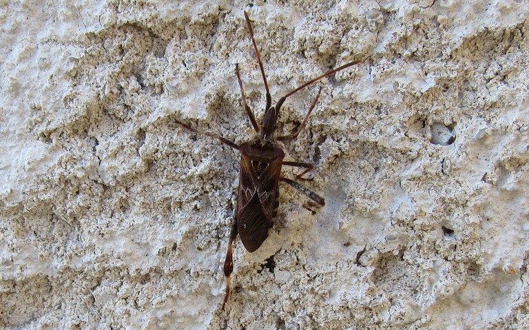 17 octobre 2023 La punaise américaine du pin - Leptoglossus occidentalis