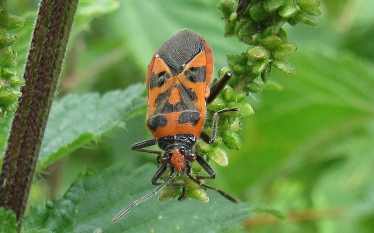 Punaise de la jusquiame - Corizus hyoscyami