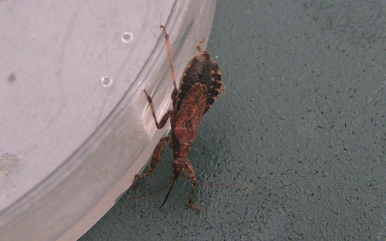 La punaise myrmécomorphe – Himacerus mirmicoides
