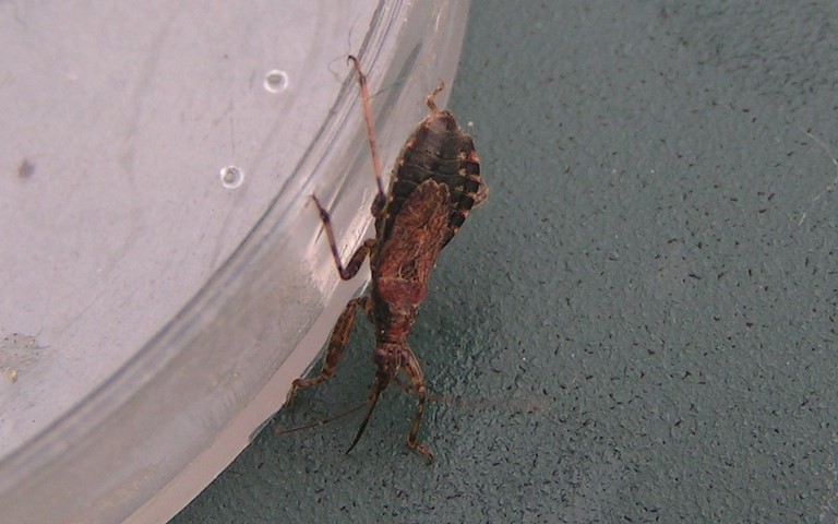 16 novembre 2023 La punaise myrmécomorphe – Himacerus mirmicoides