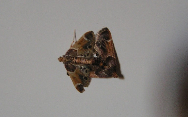 Papillons - Pyrale de la farine  - Pyralis farinalis