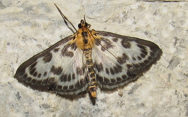 Papillons - La pyrale de l'ortie - Anania hortulata