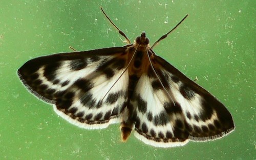 papillons - La Pyrale de l'ortie - Eurrhypara hortulata
