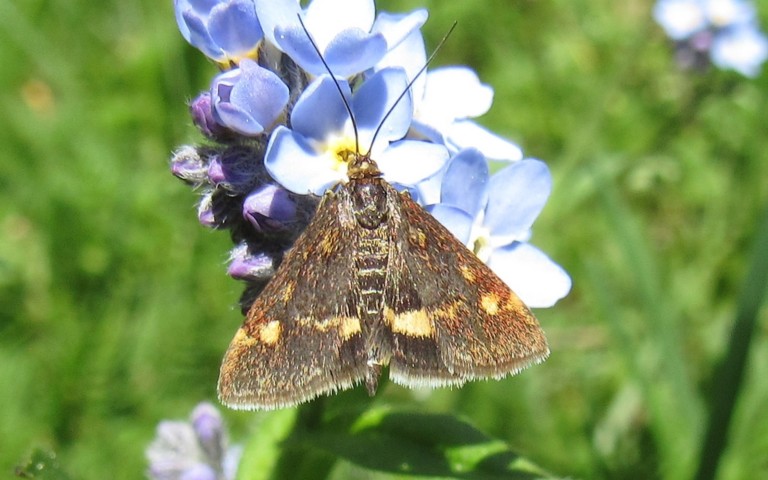 Papillons - Pyrausta sp.