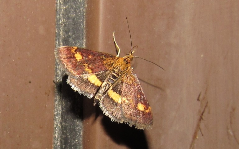 Papillons - Pyrale dorée - Pyrausta aurata