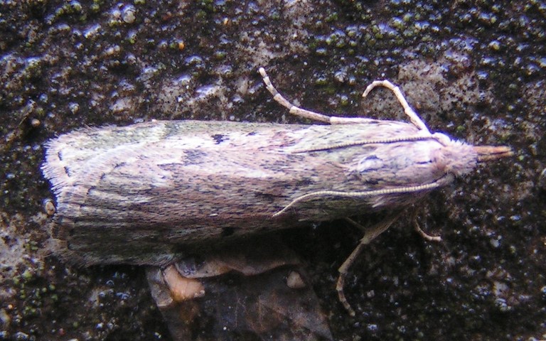 Papillons - La pyrale du bourdon - Aphomia sociella - Femelle