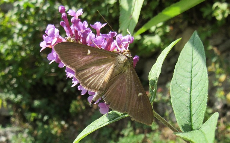 Papillons - La Pyrale du buis - Cydalima perspectalis