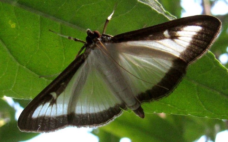 Papillons - La Pyrale du buis - Cydalima perspectalis