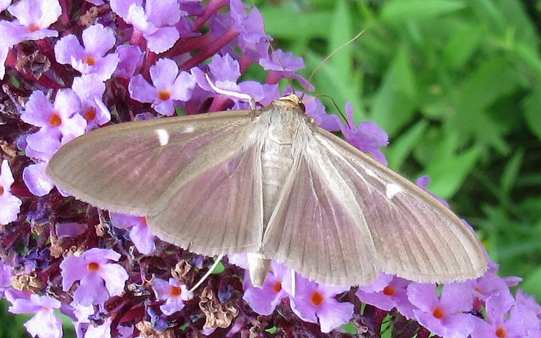 Papillons - La Pyrale du buis - Cydalima perspectalis