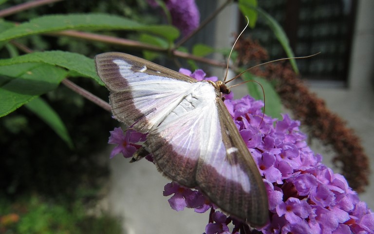 Papillons - La Pyrale du buis - Cydalima perspectalis