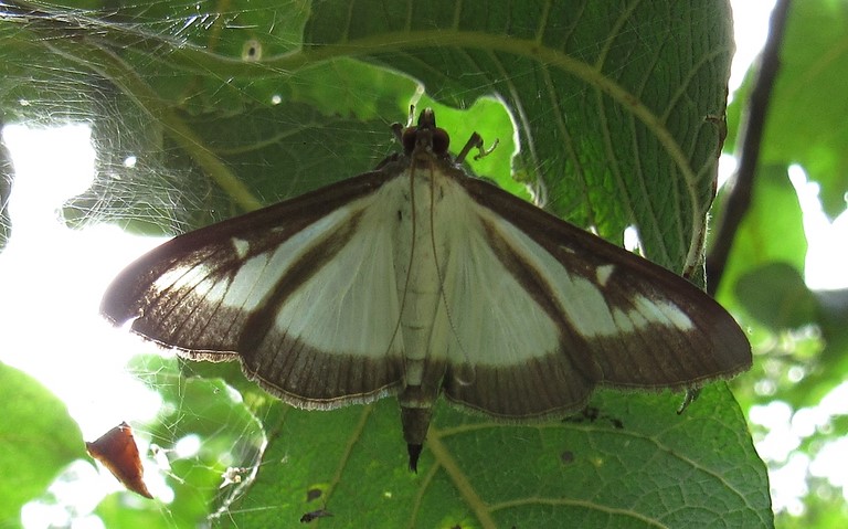 Papillons - La Pyrale du buis - Cydalima perspectalis