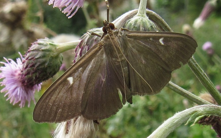 Papillons - La Pyrale du buis - Cydalima perspectalis