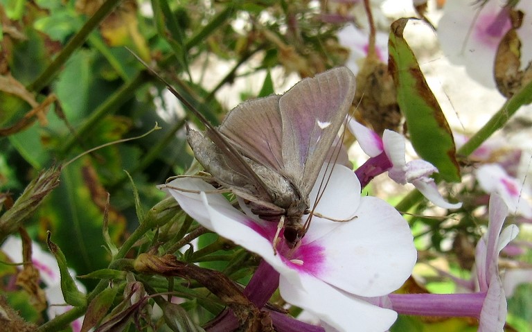 Papillons - La Pyrale du buis - Cydalima perspectalis