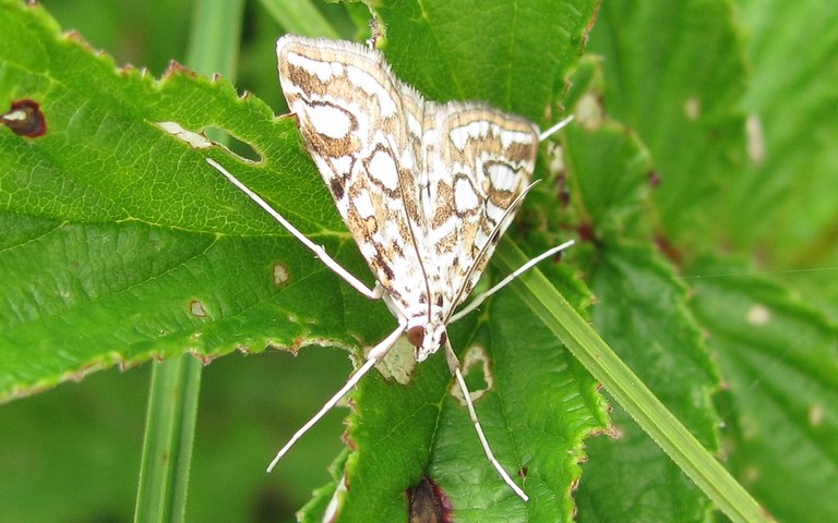Papillons - Hydrocampe du potamogton - Elophila nymphaeata