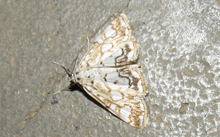 Papillons - Hydrocampe du potamogton - Elophila nymphaeata