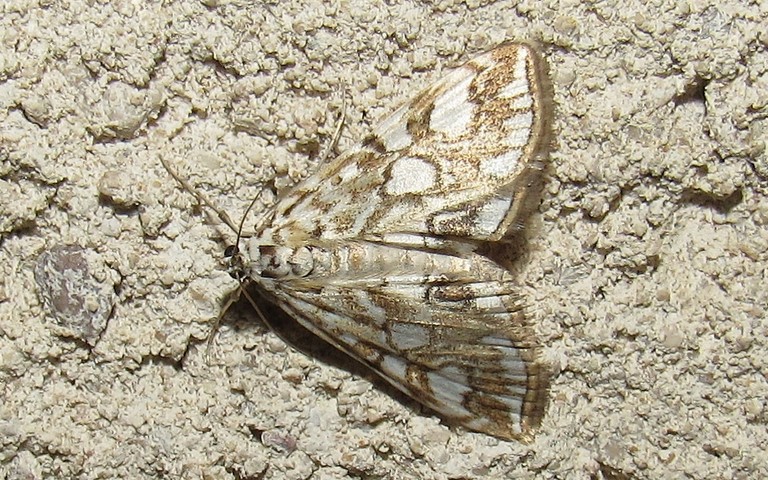 Papillons - Pyrale du nénuphar - Elophila  Nymphaeata