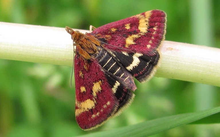 Papillons - La pyrale pourpre - Pyrausta purpuralis