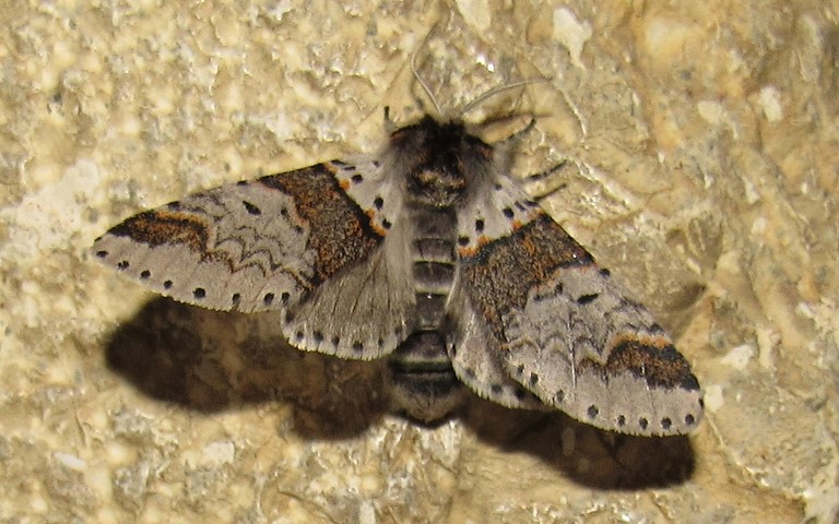 Papillon - Queue fourchue - Furcula sp. - Femelle