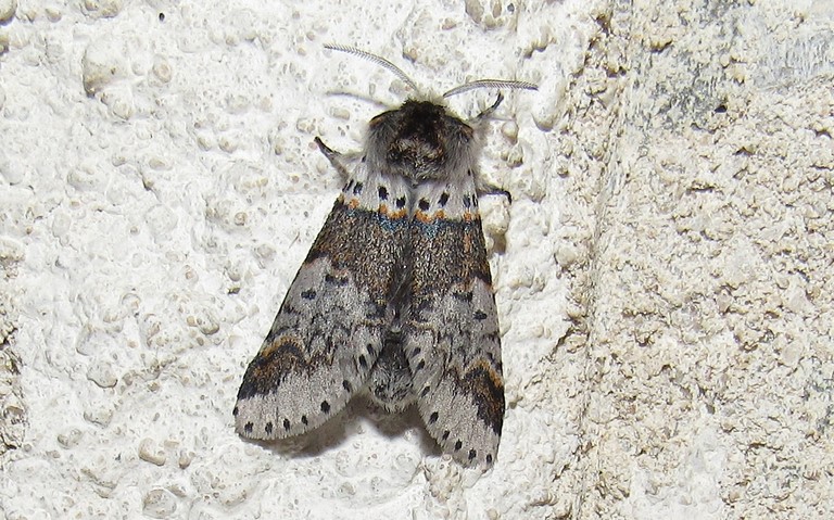 Papillon - Queue fourchue - Furcula sp. - femelle