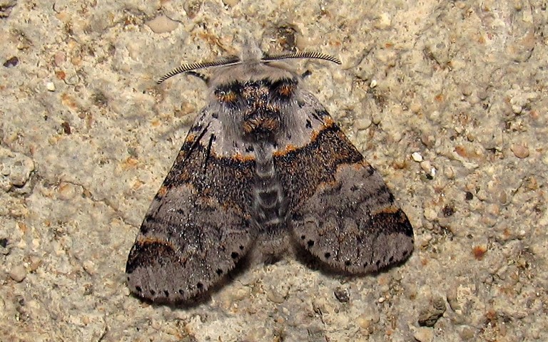 Papillon - Queue fourchue - Furcula sp.