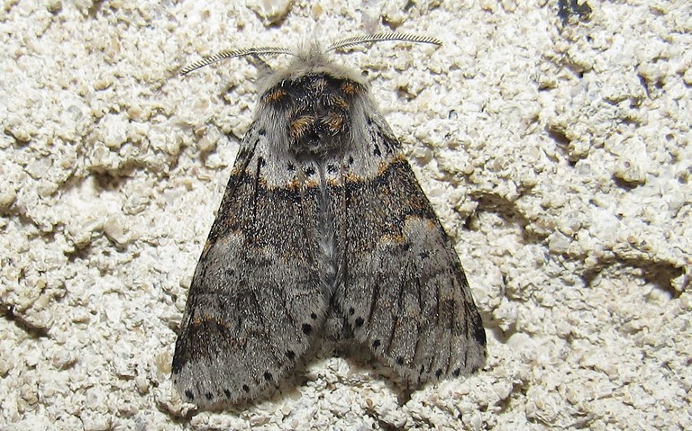 Papillon - Queue fourchue - Furcula sp.