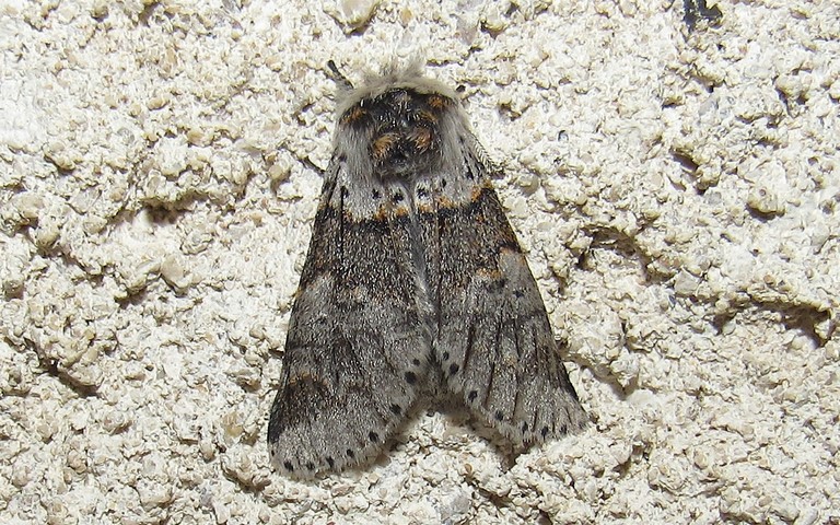 Papillon - Queue fourchue - Furcula sp.
