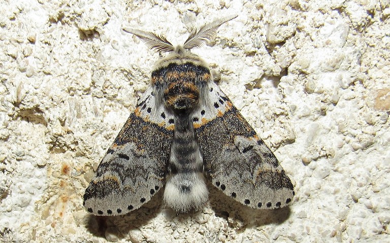 Papillon - Queue fourchue - Furcula sp. - mâle