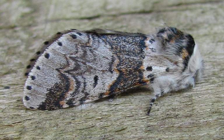 Papillon - Queue fourchue - Furcula sp.