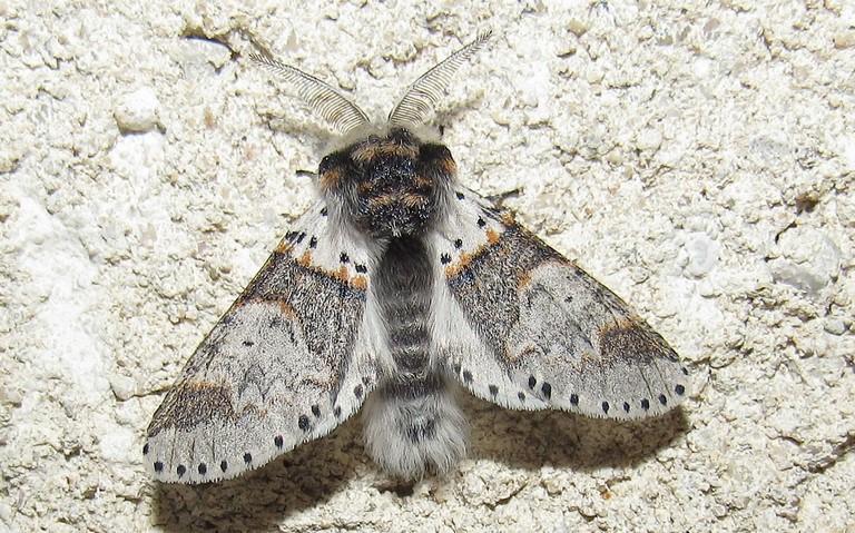 Papillon - Queue fourchue - Furcula sp.