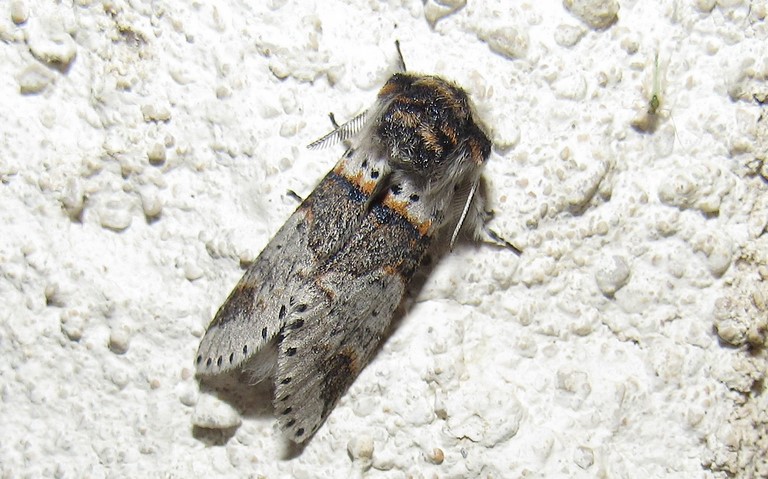 Papillon - Queue fourchue - Furcula sp. - mâle