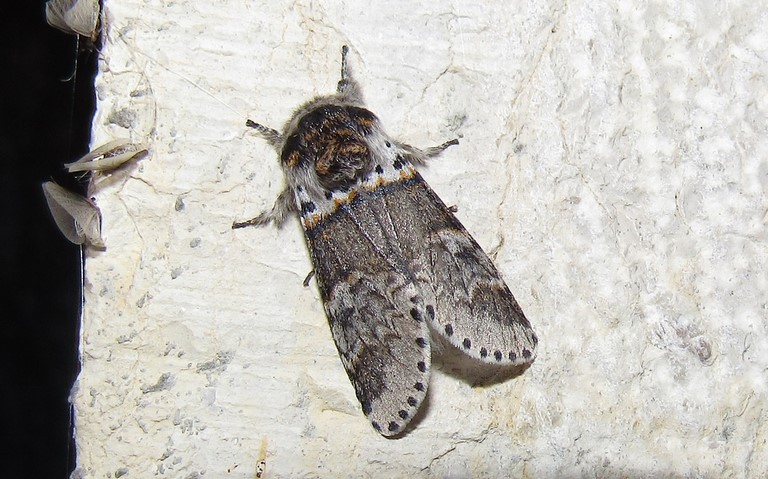 Papillon - Queue fourchue - Furcula sp.