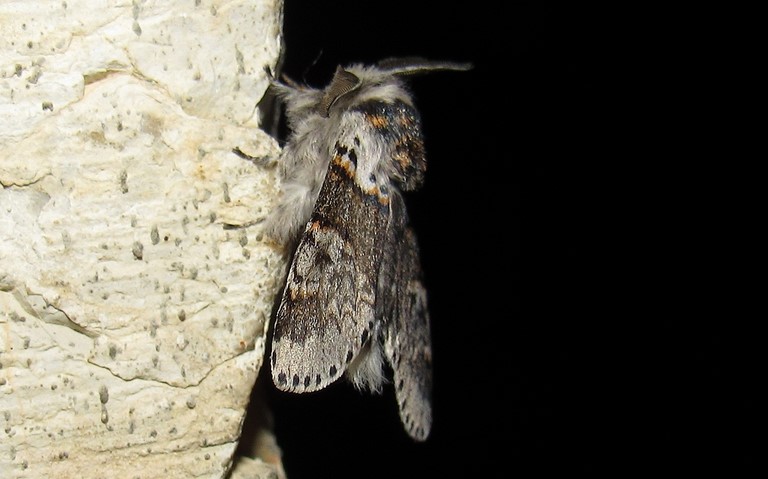 Papillon - Queue fourchue - Furcula sp.