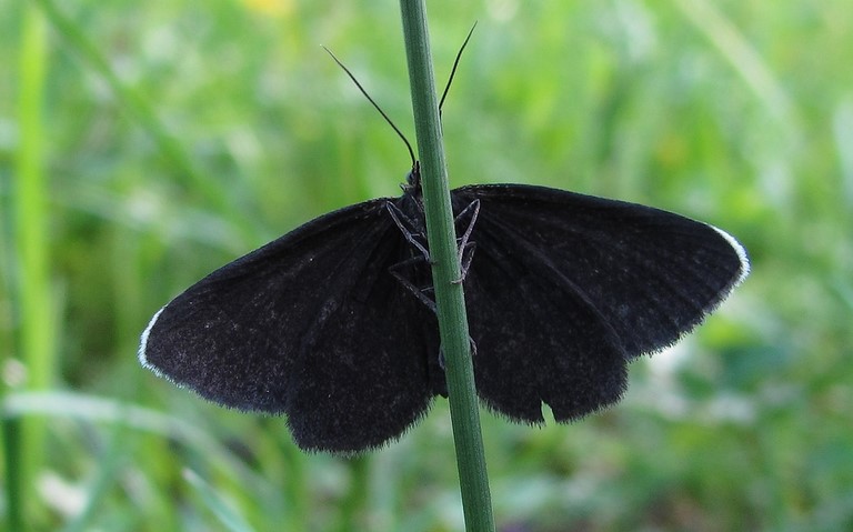 Papillons - Ramoneur - Odezia atrata