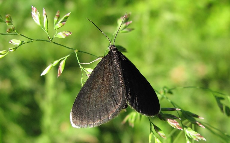 Papillons - Ramoneur - Odezia atrata