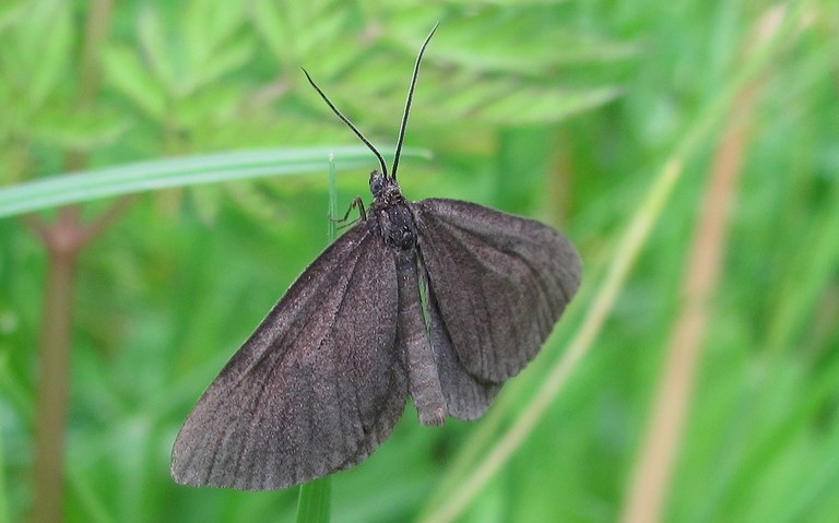 Papillons - Ramoneur - Odezia atrata