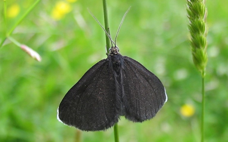 Papillons - Ramoneur - Odezia atrata