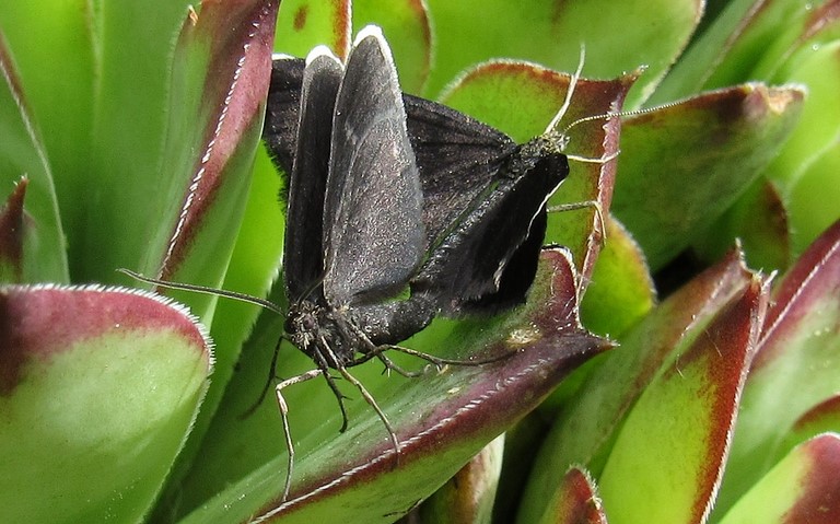Papillons - Ramoneur - Odezia atrata