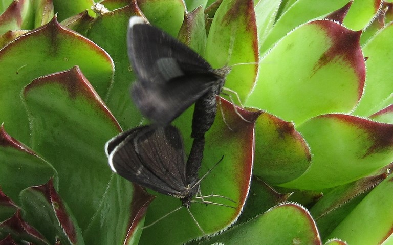 Papillons - Ramoneur - Odezia atrata