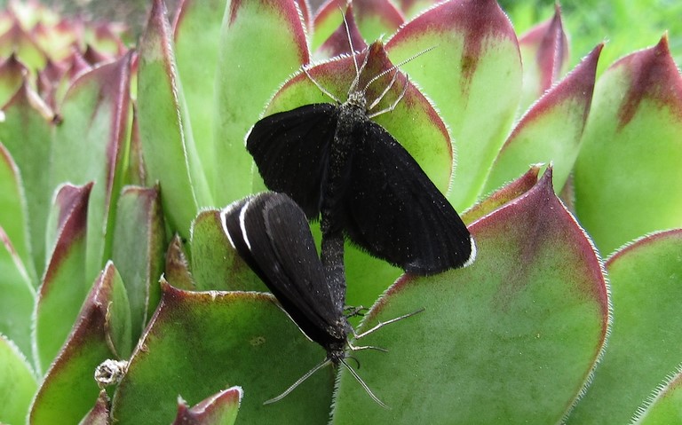 Papillons - Ramoneur - Odezia atrata