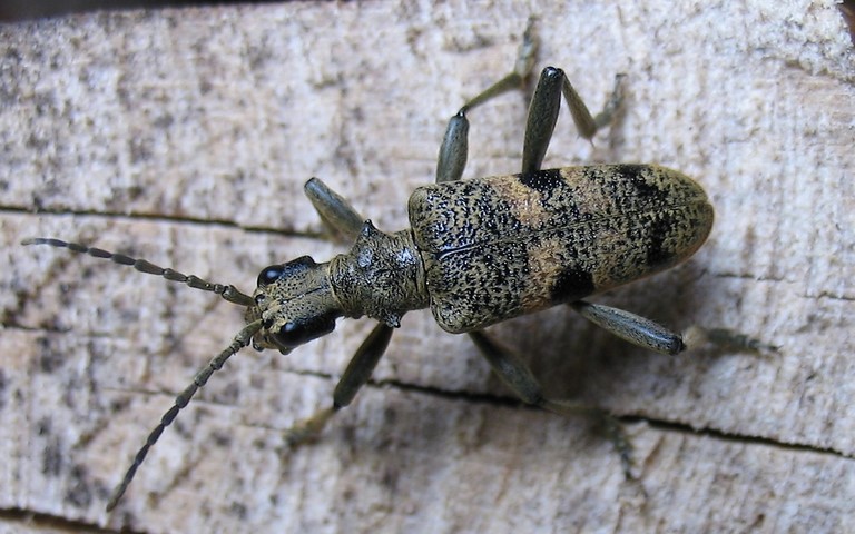 01 mai 2005 Coléoptères - Cérambycidés - Rhagie mordante - Rhagium mordax