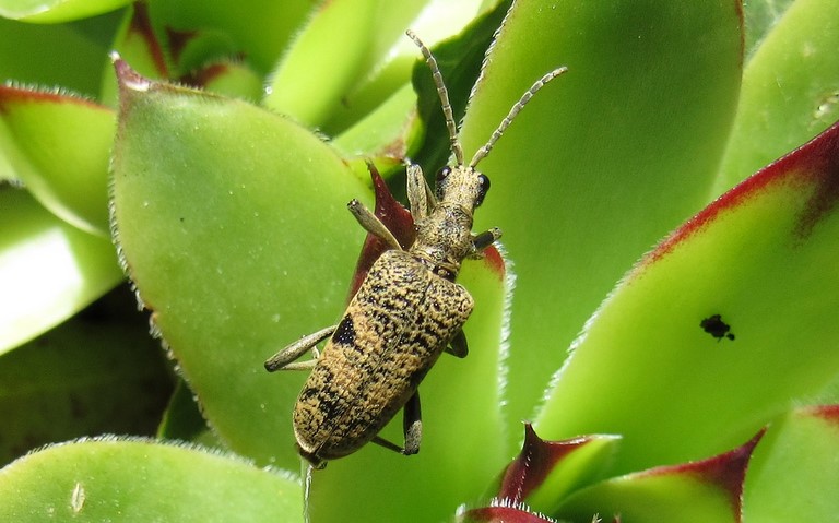 20 mai 2024 Coléoptères - Cérambycidés - Rhagie mordante - Rhagium mordax
