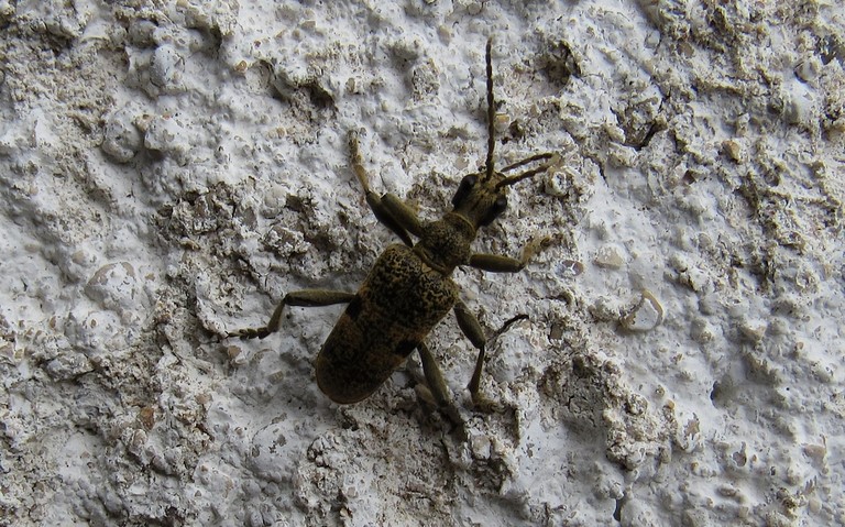 29 mai 2011 Rhagie mordante - Rhagium mordax