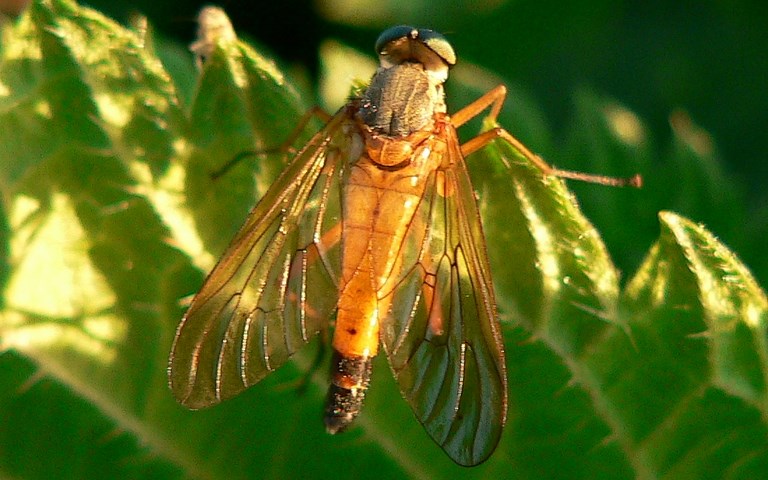 Rhagionidés - Rhagio Tringarius 