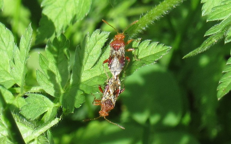 25 mai 2024 Punaise - Rhopalus subrufus