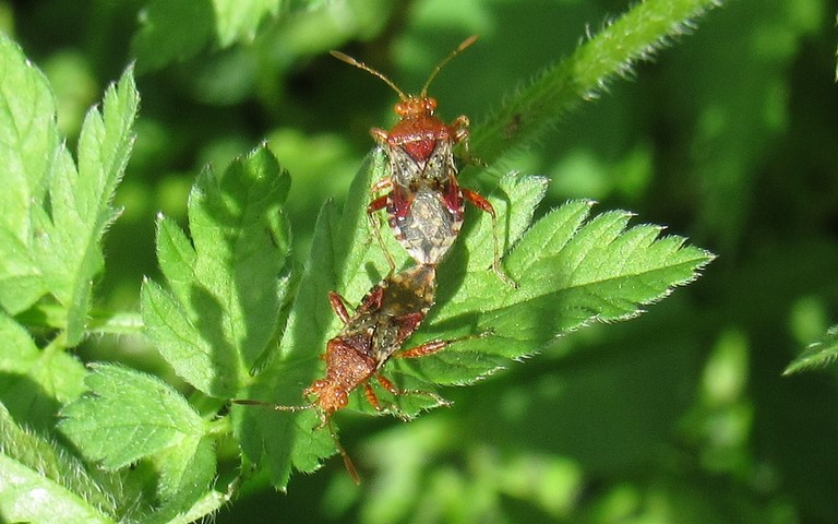 25 mai 2024 Punaise - Rhopalus subrufus