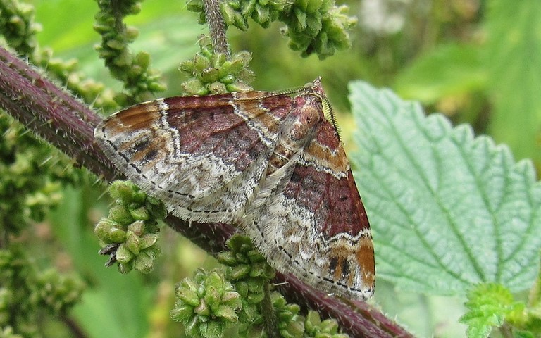 Papillons -L'oxydée - Xanthorhoe ferrugata - Mâle