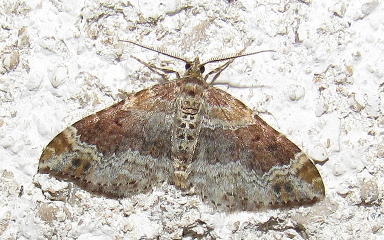 Papillons -La rouillee - Xanthorhoe spadicearia - Male