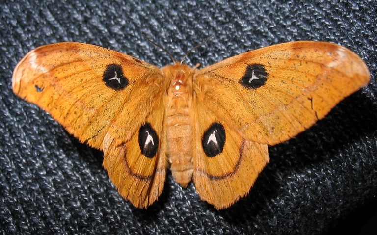 Papillons - Hachette - Aglia tau - Femelle