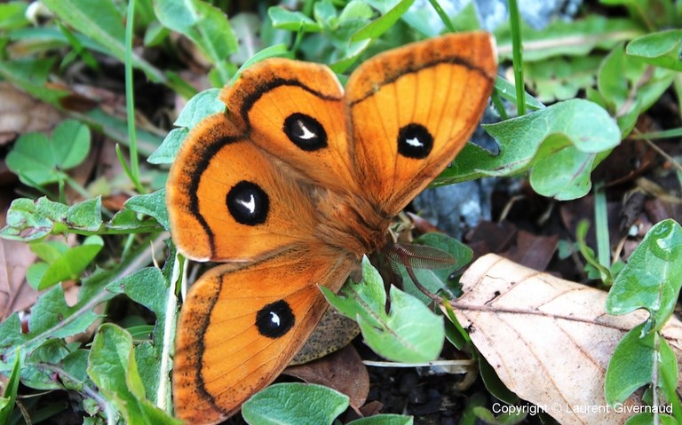 Papillons - Hachette - Aglia tau - Mâle